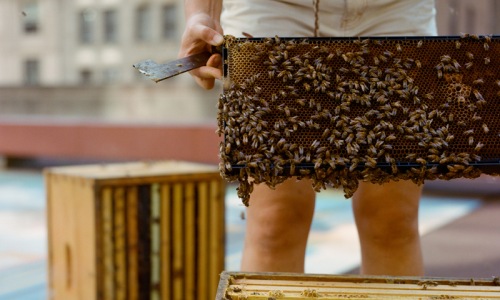 a woman harvesting honey a woman harvesting honey